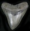 Serrated Megalodon Tooth - South Carolina #28025-1